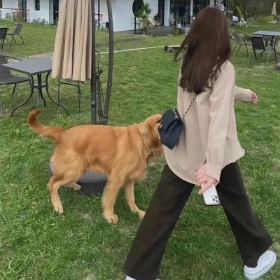观鸟者